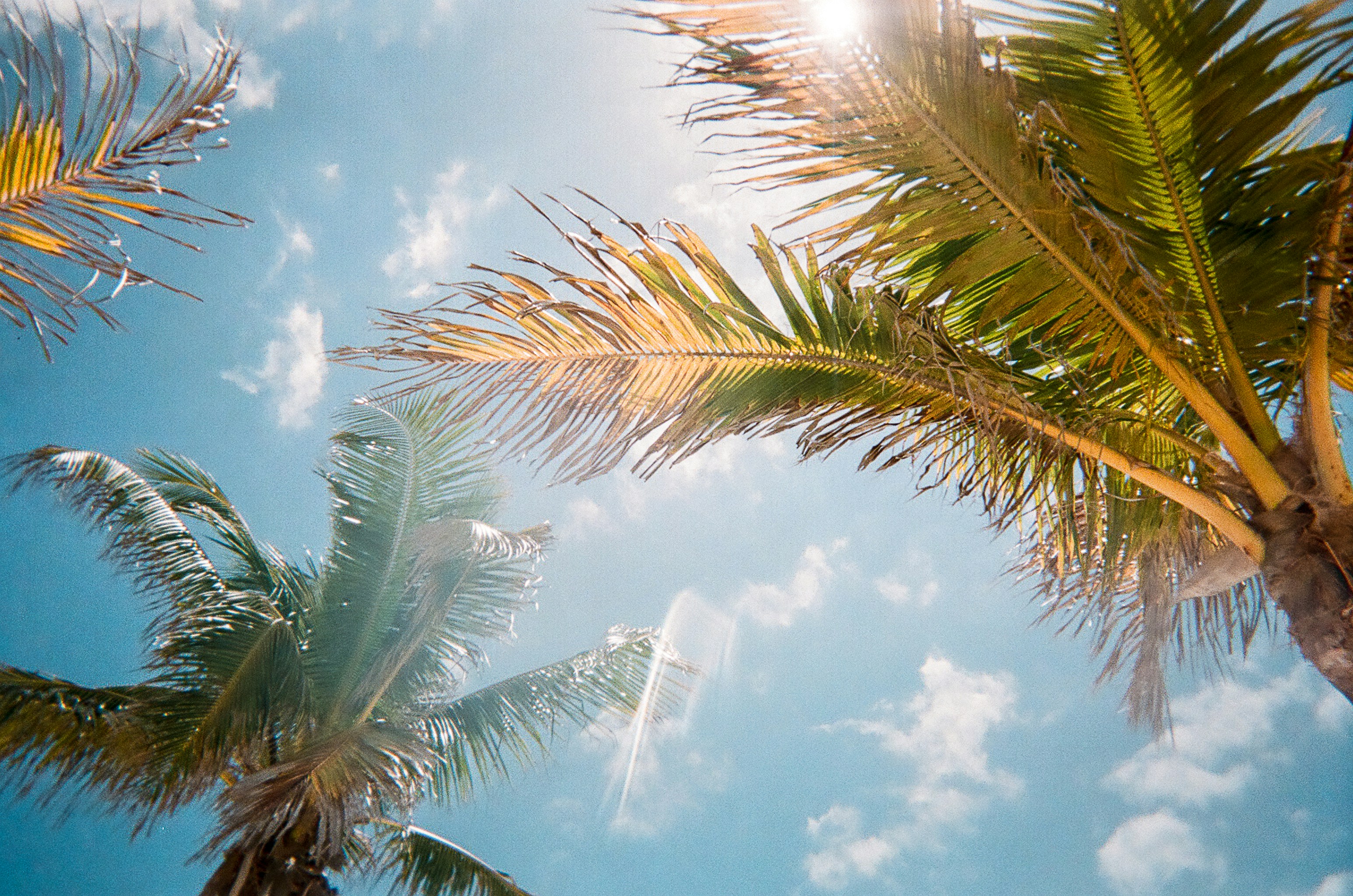 Palm trees against blue sky